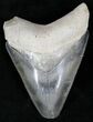 Calico - Bone Valley Megalodon Tooth #22145-1